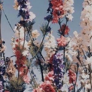 Meet your Posher, Ally